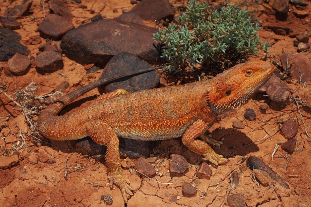 Lizards available for sale in Australia