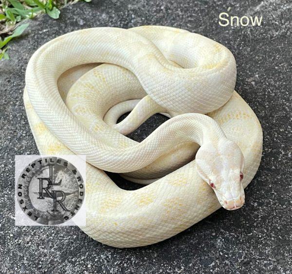 Shop Reptiles – Shakirikki Reptiles & Lexson Reptiles and Rodents