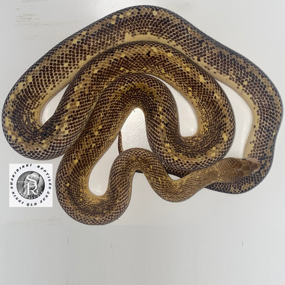 Python – Shakirikki Reptiles & Lexson Reptiles and Rodents