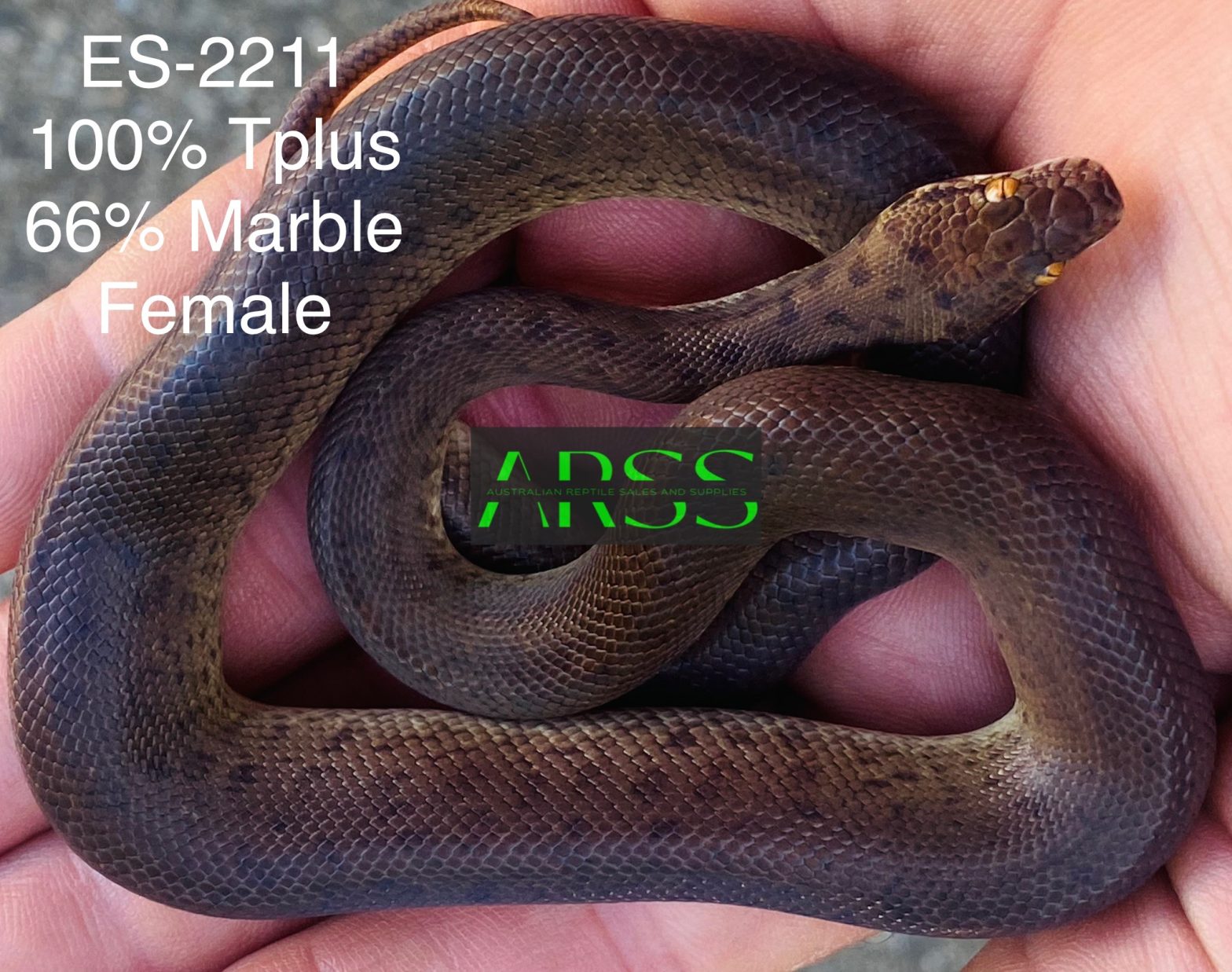 ES-2211 CHILDREN’S PYTHON FEMALE 100%HET TPULS 66% HET MARBLE $250