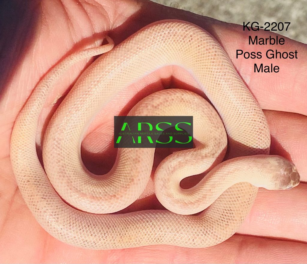 KG2207 CHILDREN’S PYTHON MALE POSS GHOST MARBLE 600+FREIGHT Australian Reptile Sales and