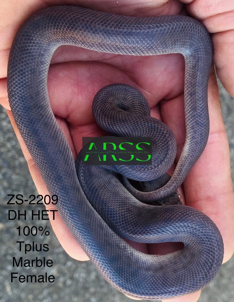 ZS-2209 CHILDREN’S PYTHON FEMALE DH 100%MARBLE/TPLUS $350+FREIGHT ...